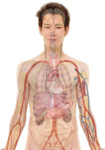 anatomy, man, human, body, skin, organs, schema, biology, teaching, people, science, medicine, nursing, anatomy, anatomy, anatomy, human, body, body, body, body, body, biology, science